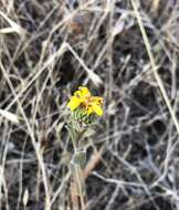 Слика од Grindelia hirsutula Hook. & Arn.