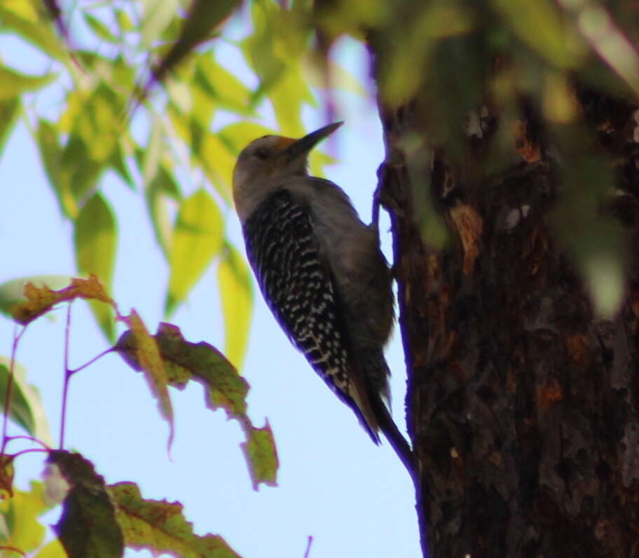 Image of Golden-fronted Woodpecker