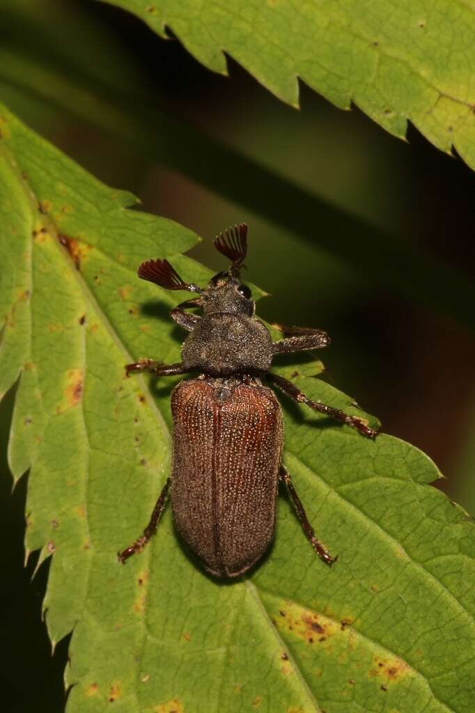 Image of Sandalus petrophya Knoch 1801