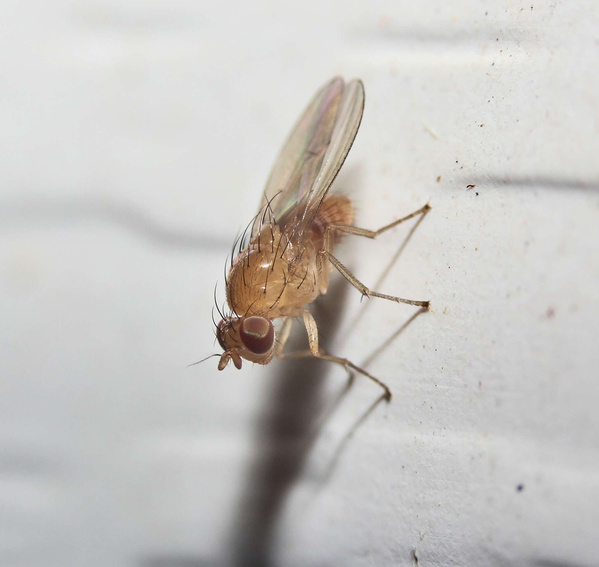 Image of Beach fly
