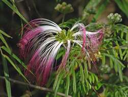 Plancia ëd Calliandra foliolosa Benth.