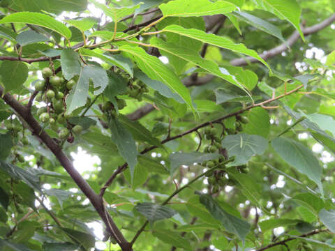 Image of Stachyurus praecox Sieb. & Zucc.