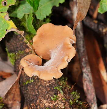 Image of Lentinellus tasmanicus R. H. Petersen 2004