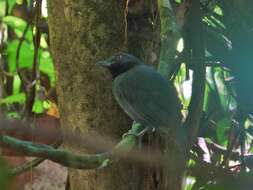 Image of Black-throated Antshrike