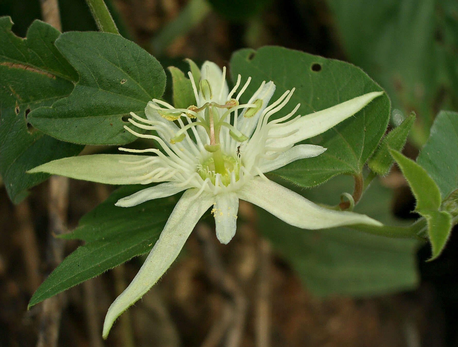 Passiflora capsularis L. resmi