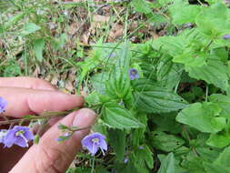 Image of Veronica ponae Gouan