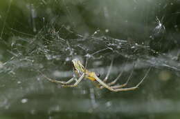 Image of Basilica Orbweaver