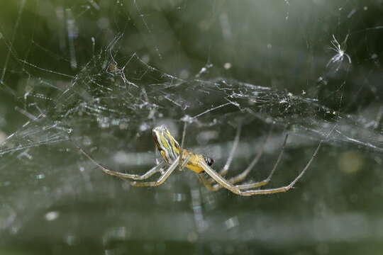 Image of Basilica Orbweaver