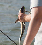 Image of Blacktip Shark