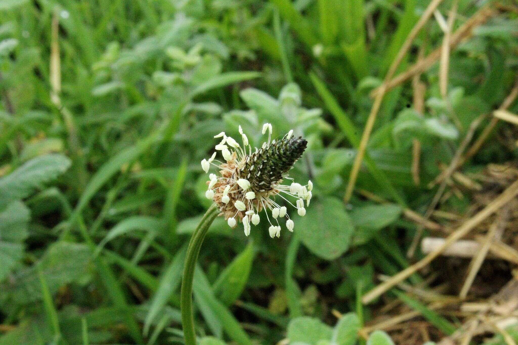 Image of Ribwort Plantain