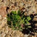 Image of Oxalis adenodes Sond.