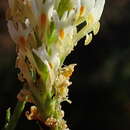 Image of Hebenstretia integrifolia L.