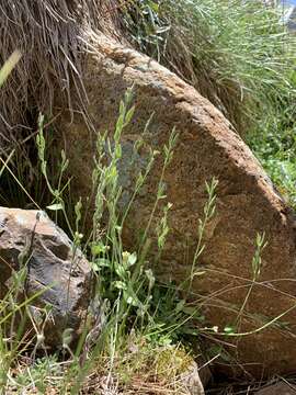 Image of Tall Whitlow-Grass