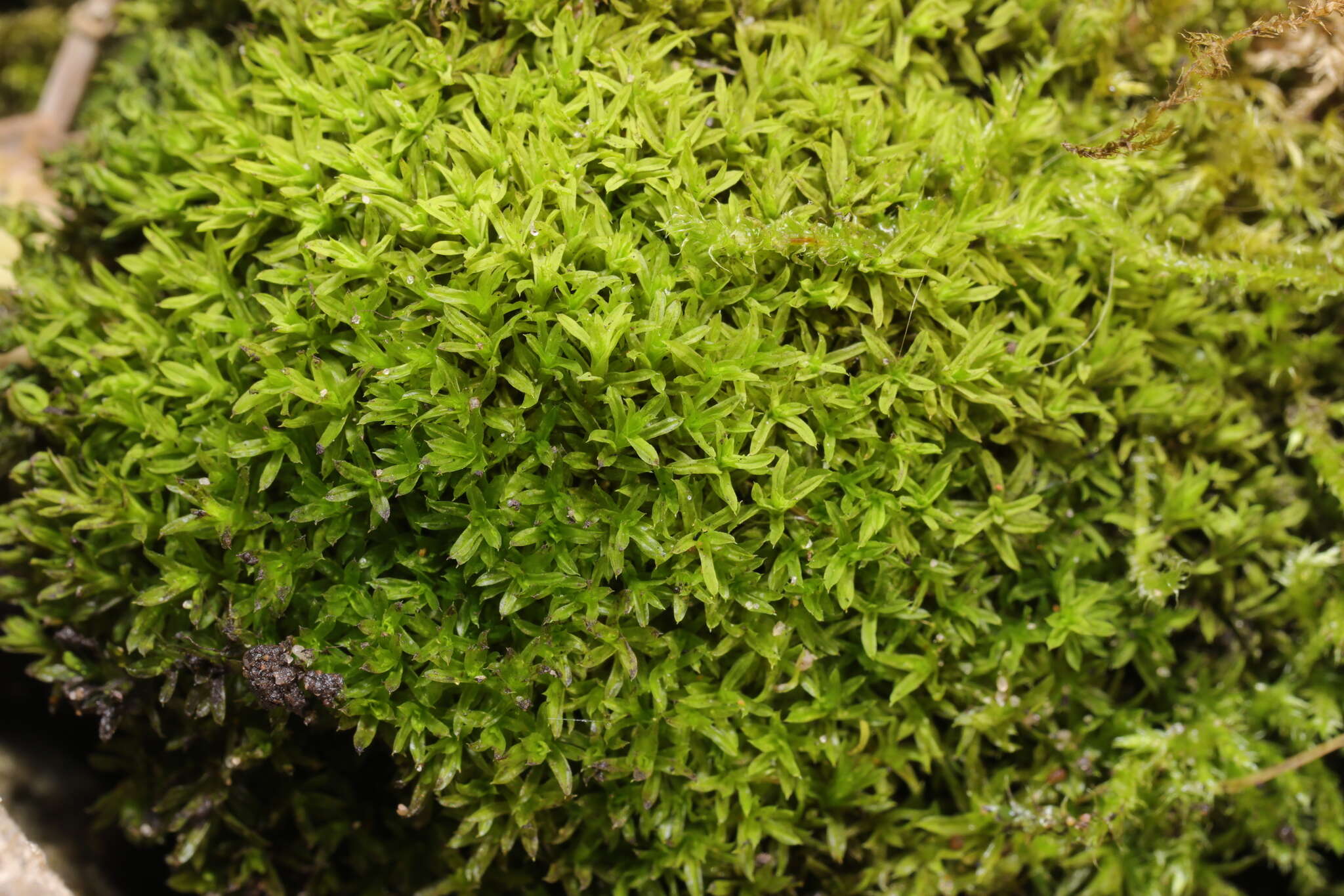 Image of barbula moss