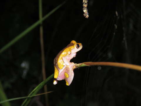 Image of Dendropsophus arndti Caminer, Milá, Jansen, Fouquet, Venegas, Chávez, Lougheed & Ron 2017