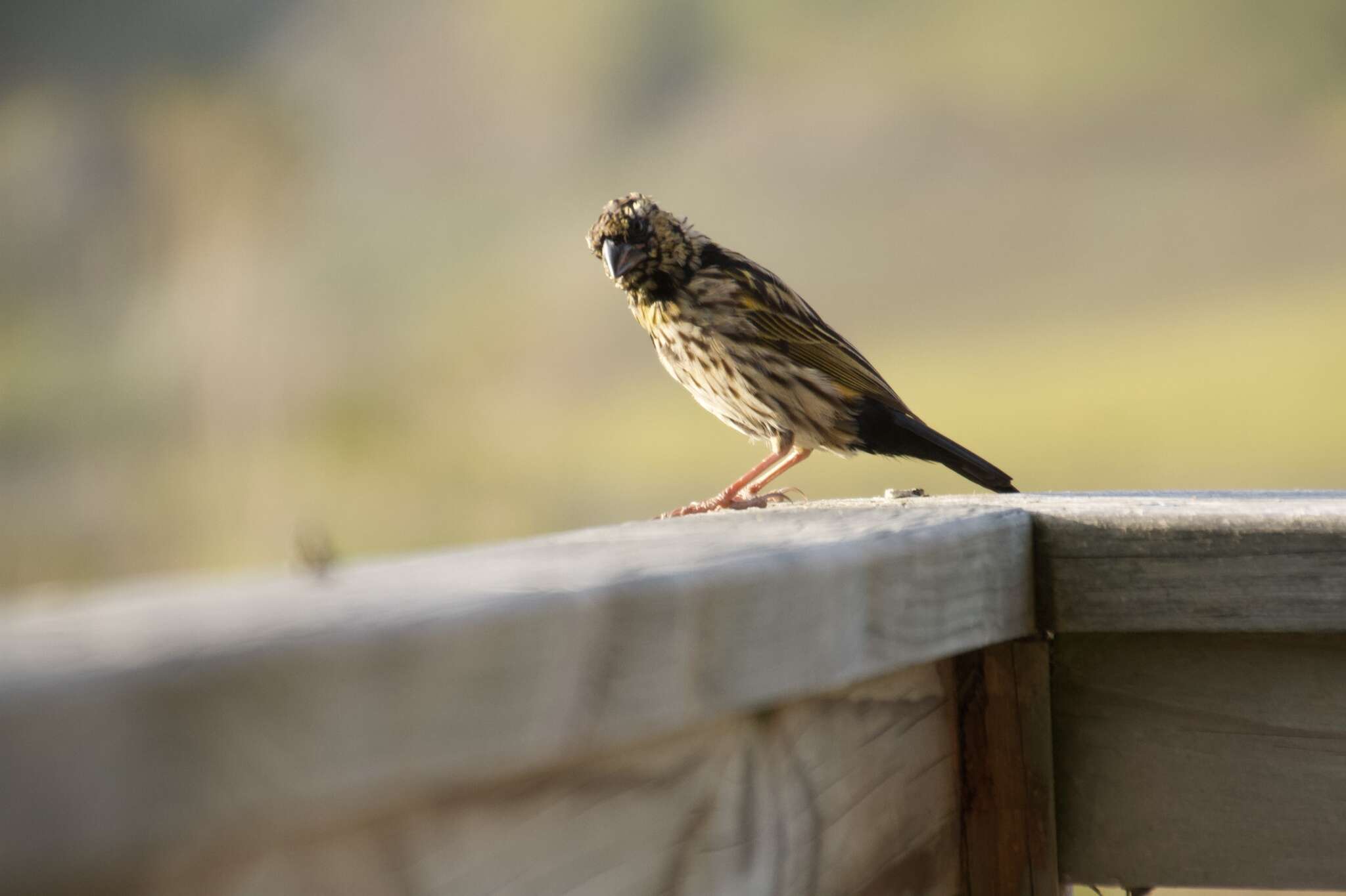 Image of Yellow Bishop