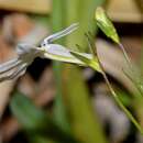 Imagem de Lobelia pubescens var. pubescens