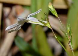 Image of Lobelia pubescens var. pubescens