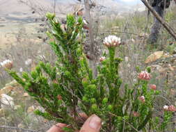 Image of Metalasia pulcherrima pallescens (Harv.) Karis