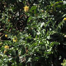 Image de Klasea cerinthifolia (Sm.) Greuter & Wagenitz