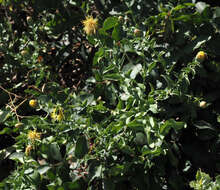 Image of Klasea cerinthifolia (Sm.) Greuter & Wagenitz