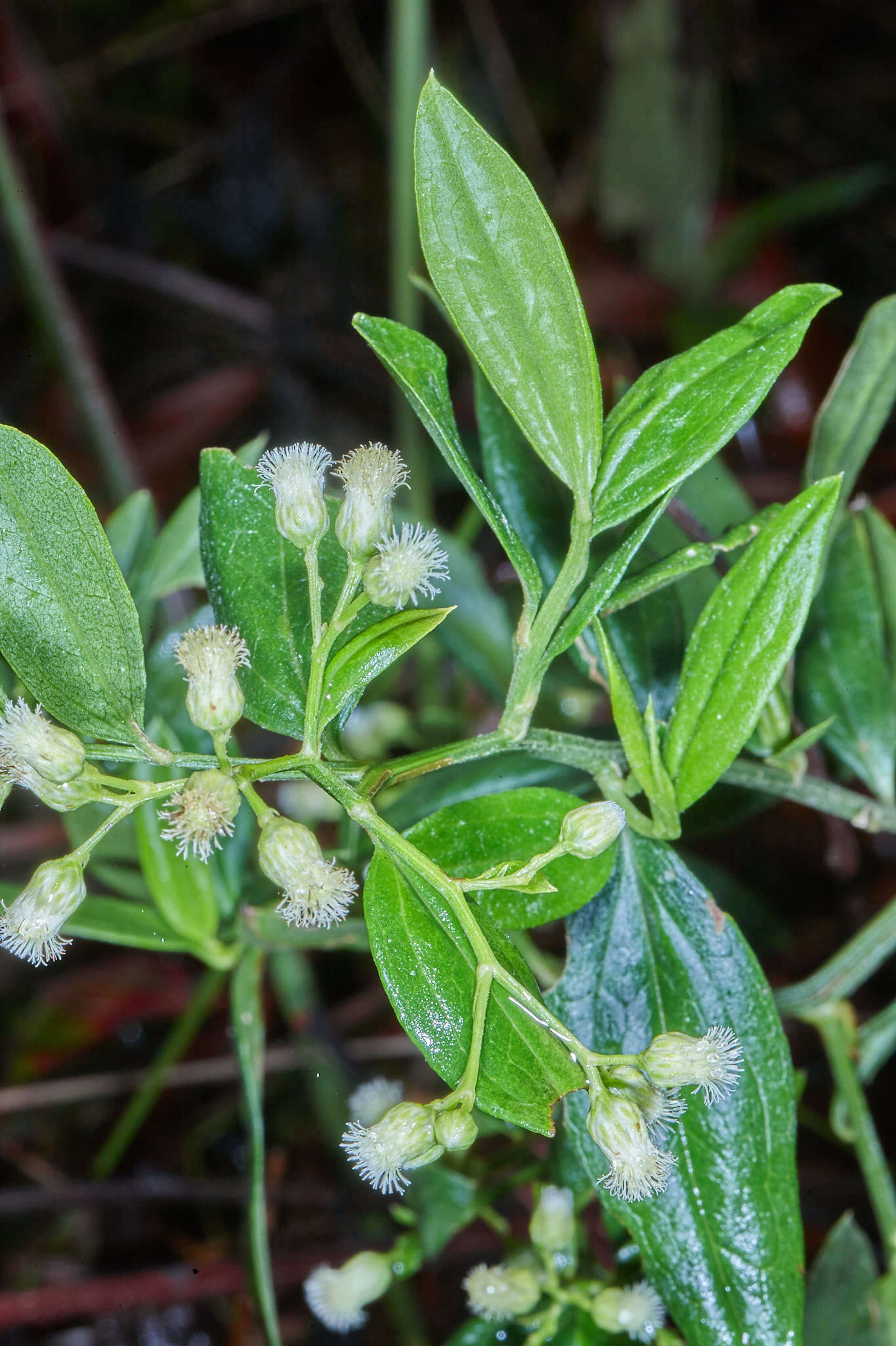 Image of Baccharis trinervis (Lam.) Pers.