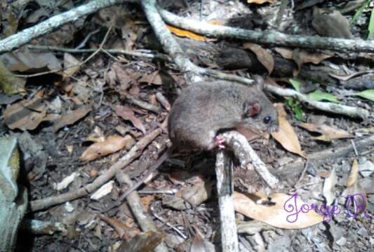 Peromyscus mexicanus (Saussure 1860)的圖片