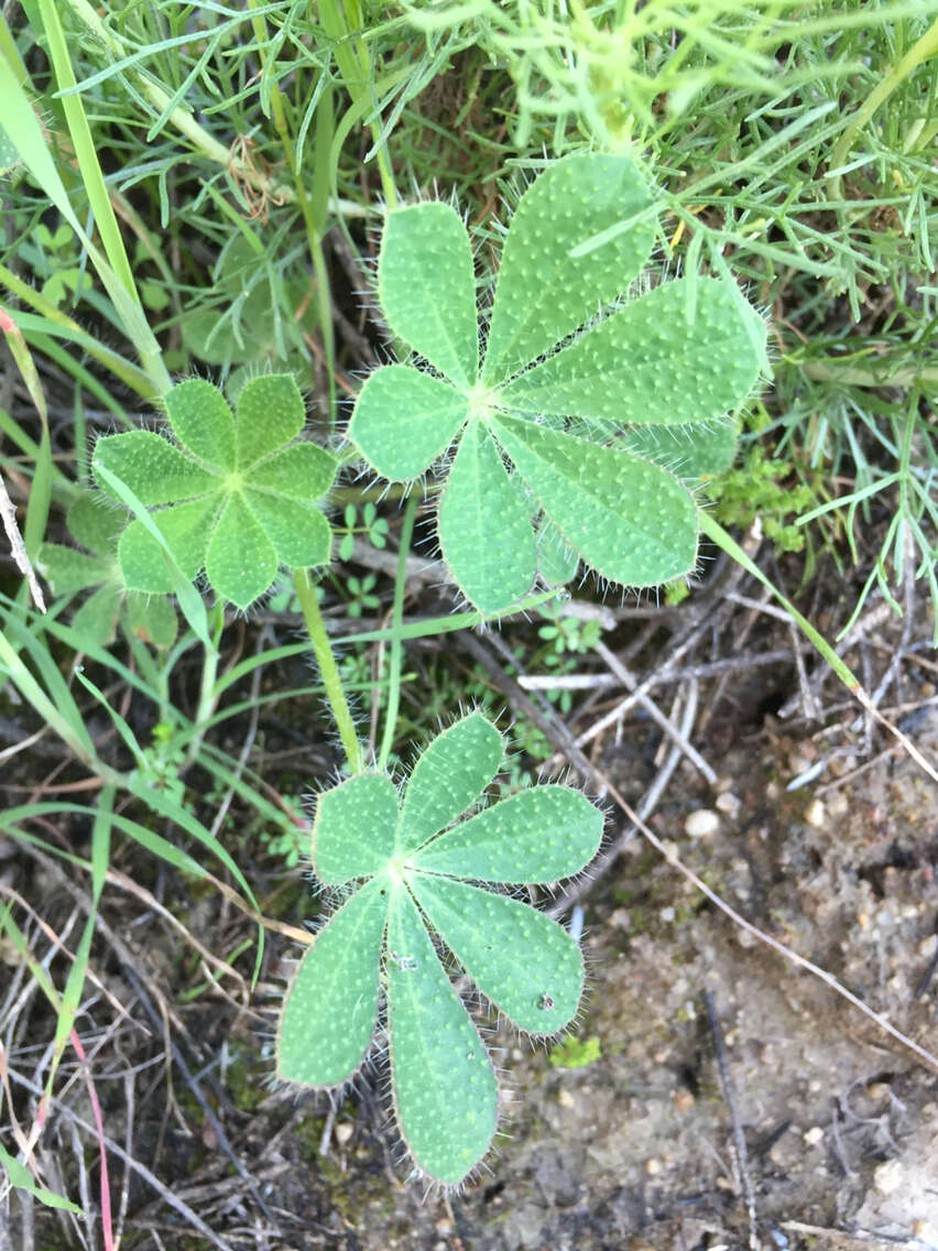 Plancia ëd Lupinus hirsutissimus Benth.