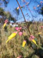 Image of Kosteletzkya tubiflora (DC.) O. J. Blanchard & R. Mc Vaugh