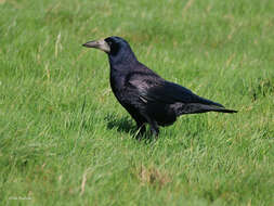 Image of Corvus frugilegus frugilegus Linnaeus 1758