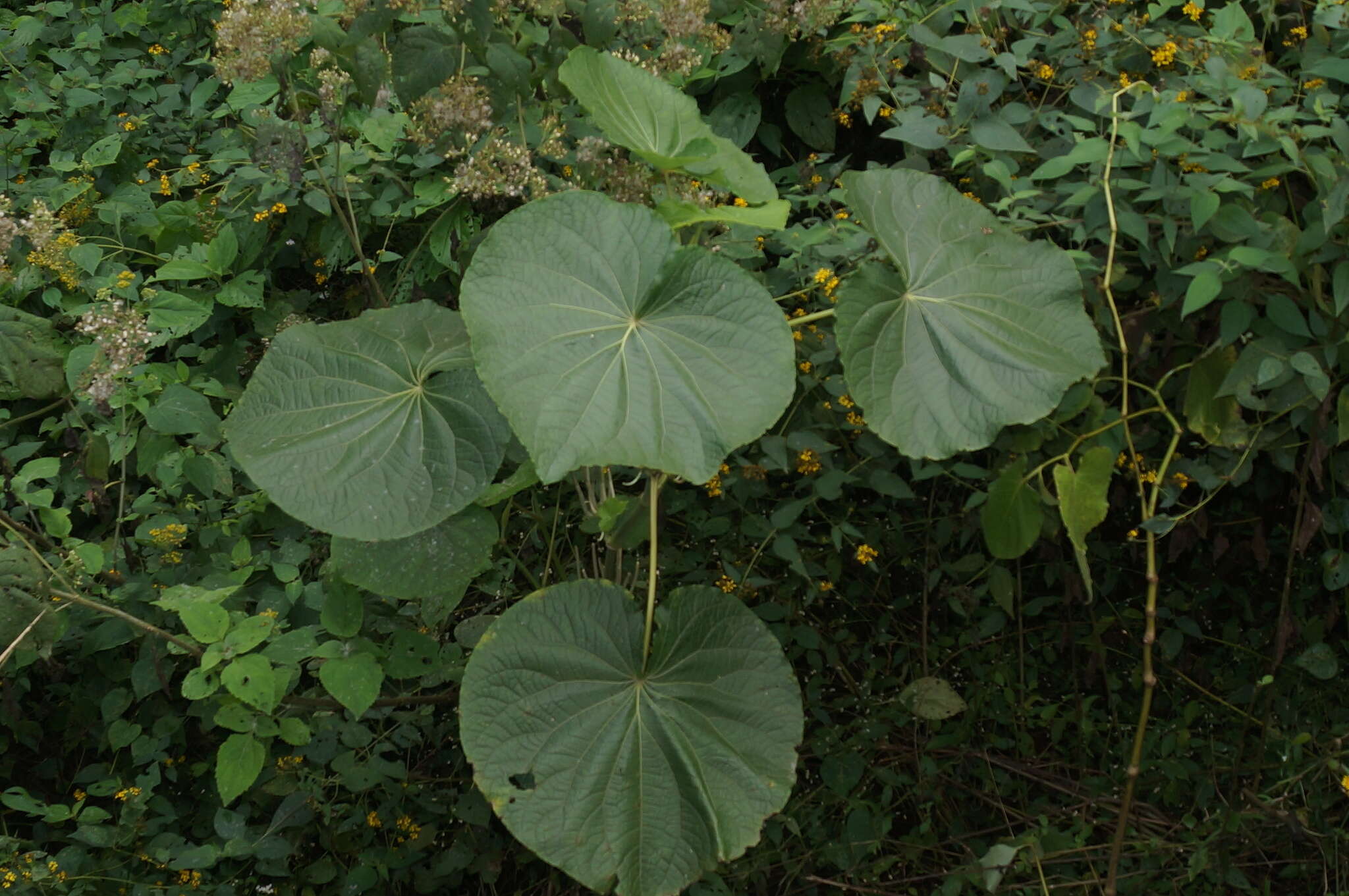 Слика од Piper umbellatum L.