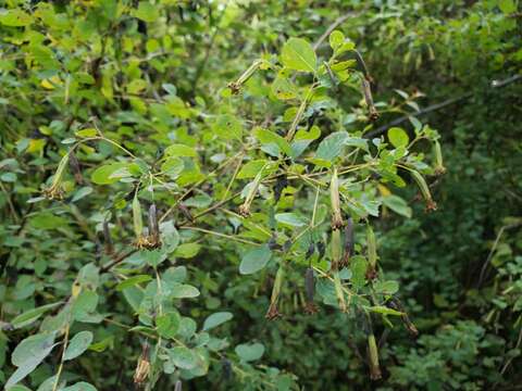 Image of Porophyllum viridiflorum (Kunth) DC.