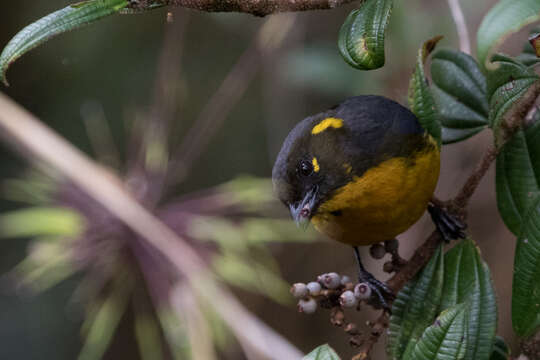 Image of Lacrimose Mountain Tanager