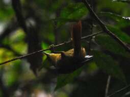 Image of Montane Foliage-gleaner