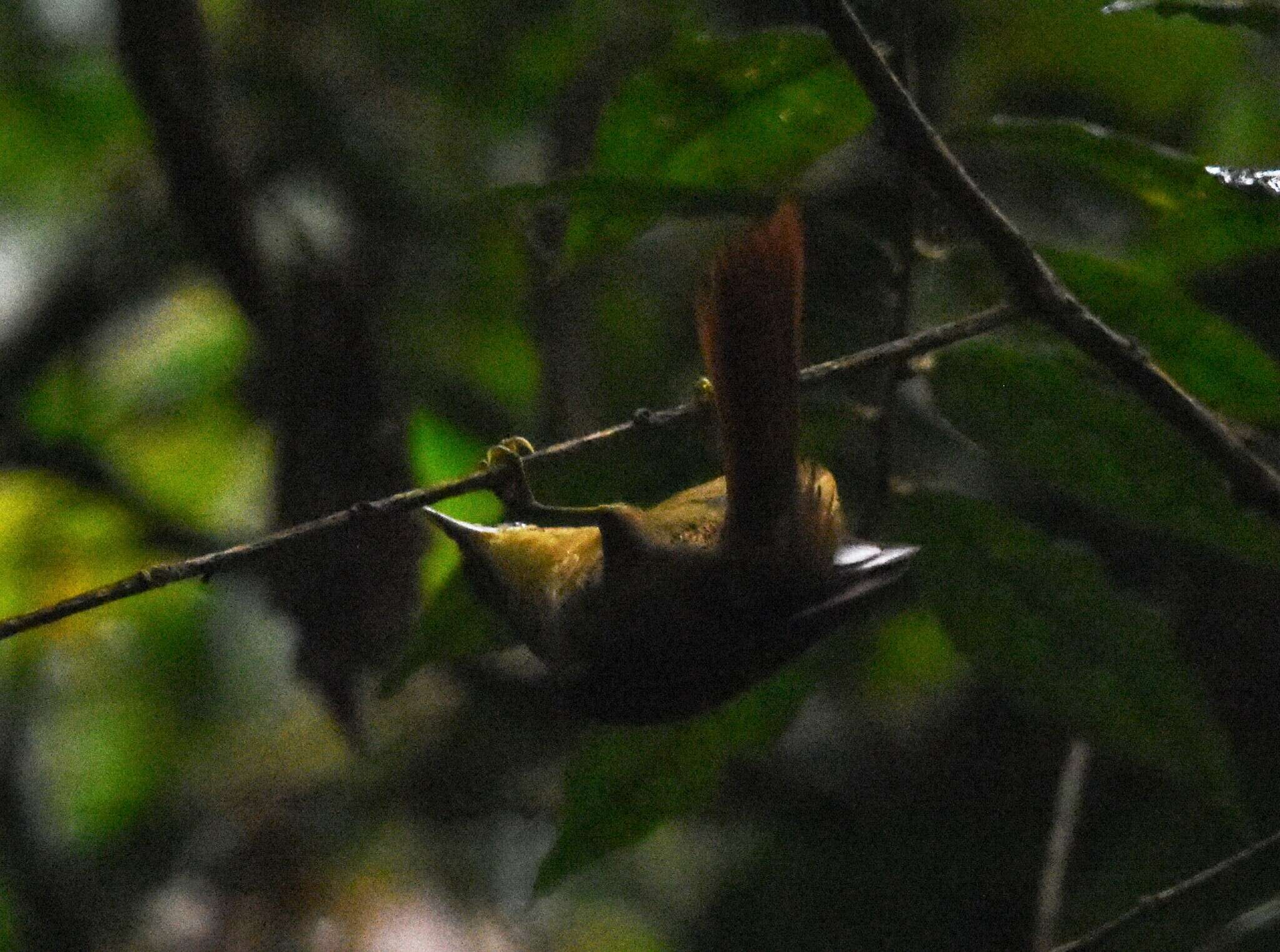 Image of Montane Foliage-gleaner