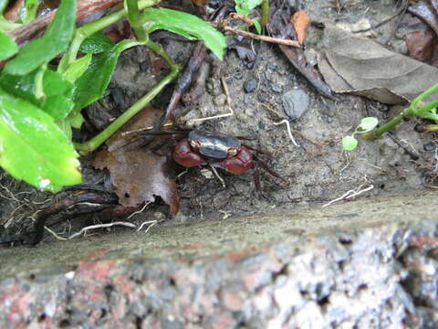 Image of apple crab