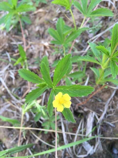 Image of common cinquefoil