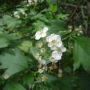 Imagem de Crataegus dsungarica Zabel ex Lange