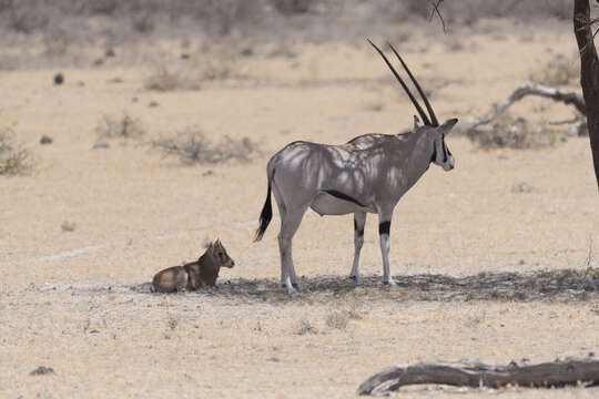 Oryx beisa beisa (Rüppell 1835)的圖片