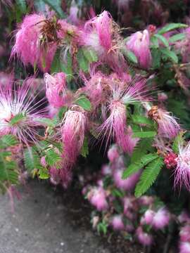 Imagem de Calliandra brevipes Benth.