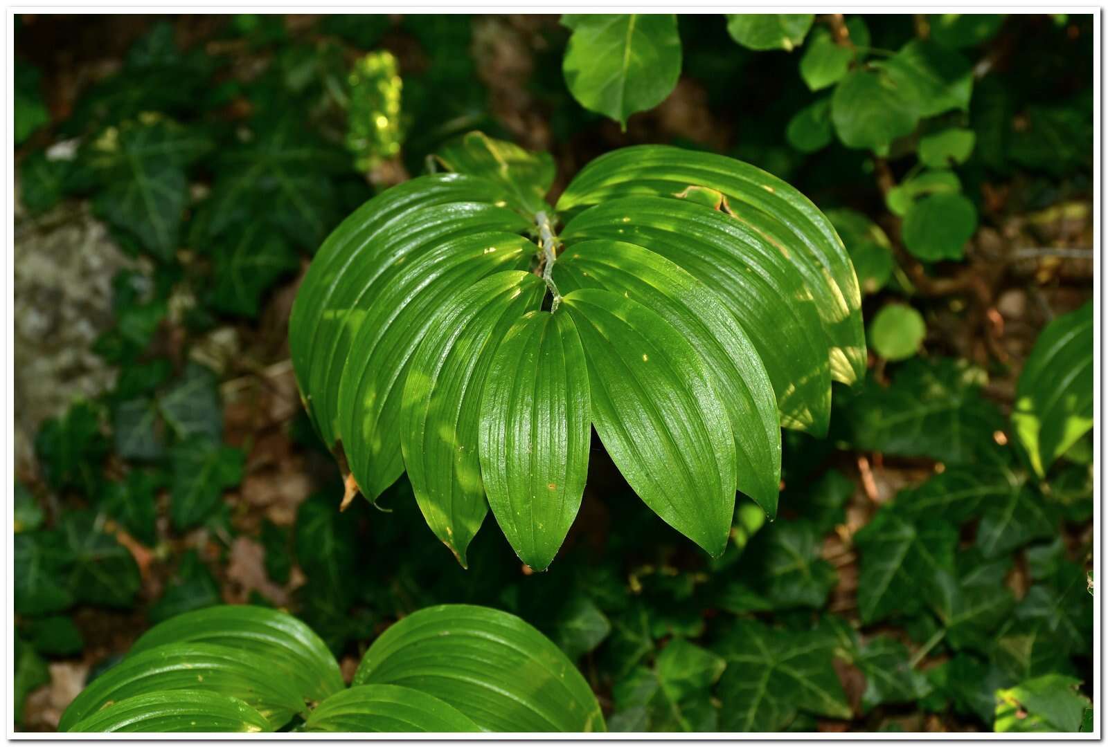 Image of Broadleaf solomon's seal