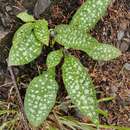 Image de Pulmonaria stiriaca A. Kerner