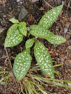 Sivun Pulmonaria stiriaca A. Kerner kuva