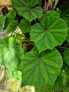 Image of Begonia popenoei Standl.