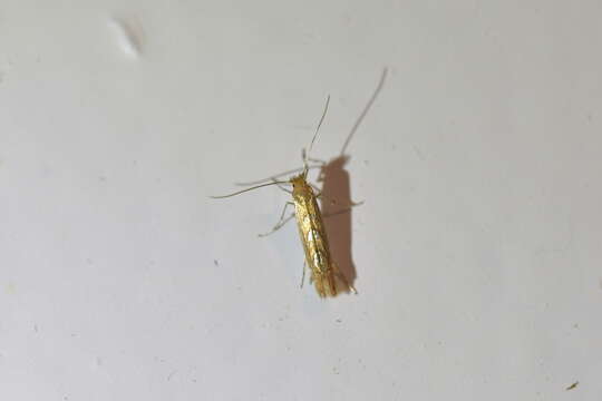 Phyllonorycter messaniella (Zeller 1846)的圖片