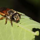 صورة Megachile takaoensis Cockerell 1911