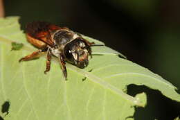 Image of Megachile takaoensis Cockerell 1911