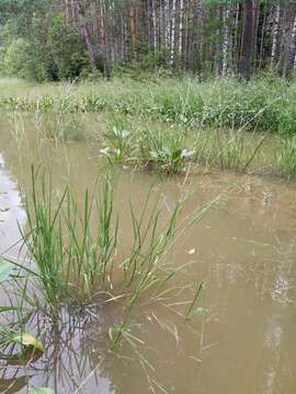 Image of flote-grass, floating sweet-grass