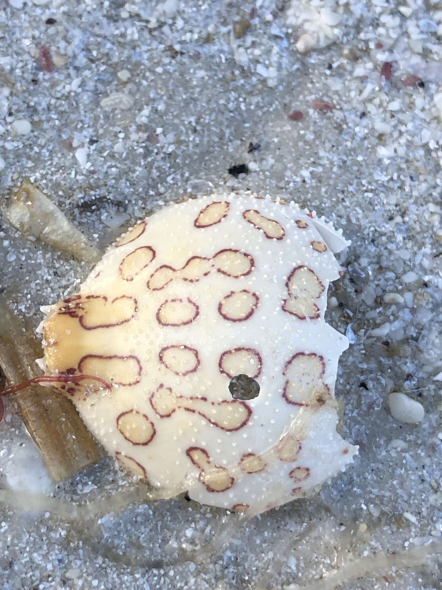 Image of Mottled Purse Crab