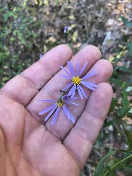 Sivun Symphyotrichum turbinellum (Lindl.) G. L. Nesom kuva